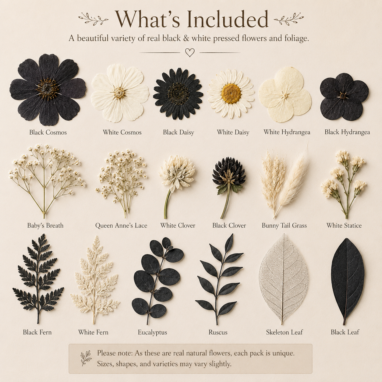 Real Black & White Pressed Flowers Pack | Natural Dried Flowers for Resin Art, Scrapbooking,  Phone Cases, DIY Crafts