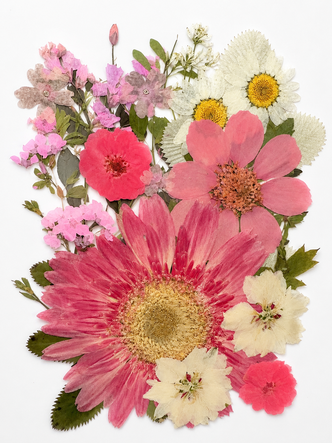 Real Pressed Flower Pack for Crafts | Pink Daisy & Wildflower Pressed Flowers | Dried Flowers for Resin, Scrapbooking DIY Art